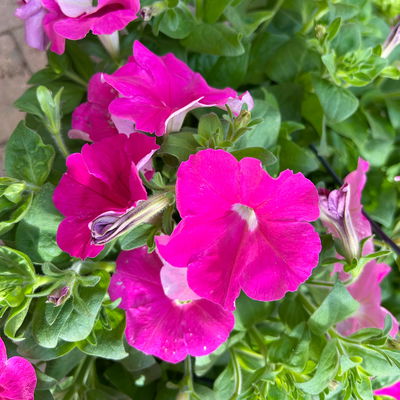 Petunie, magenta, hängend, Ampeltopf-Ø 25/27 cm