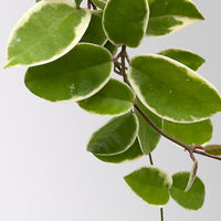 Bio Porzellanblume 'Krimson Queen', Topf-Ø 10,5 cm, 3 Pflanzen
