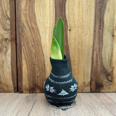 Amaryllis in Wachs, Dekor 'Pullover Nordic', Farbe zufällig, Blüte rot