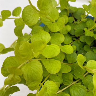 Bio Pfennigkraut 'Goldilocks', gelb, Topf-Ø 12 cm, 6 Stück