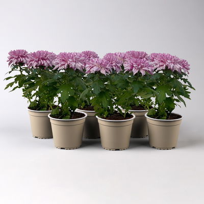 Chrysantheme 'Chrysanne® Zembla Next Art', gesprenkelt, Topf-Ø 13 cm, 6 Pflanzen Chrysantheme 'Chrysanne® Zembla Next Art', gesprenkelt, Topf-Ø 13 cm, 6 Pflanzen
