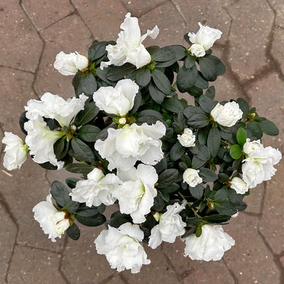 Azalee, Stamm, Farbe zufällig, Topf-Ø 13cm, Höhe ca. 45 cm, 2 Pflanzen Azalee, Stamm, Farbe zufällig, Topf-Ø 13cm, Höhe ca. 45 cm, 2 Pflanzen