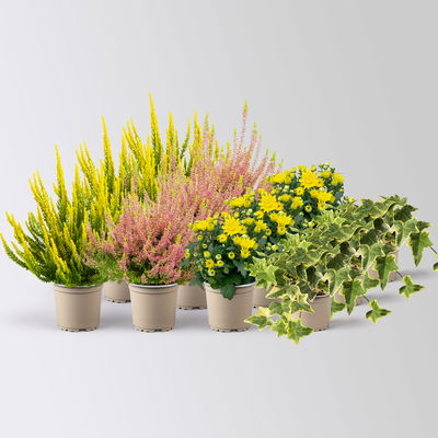 Grabbepflanzung Herbst, gelb-grün, 12 Pflanzen Grabbepflanzung Herbst, gelb-grün, 12 Pflanzen