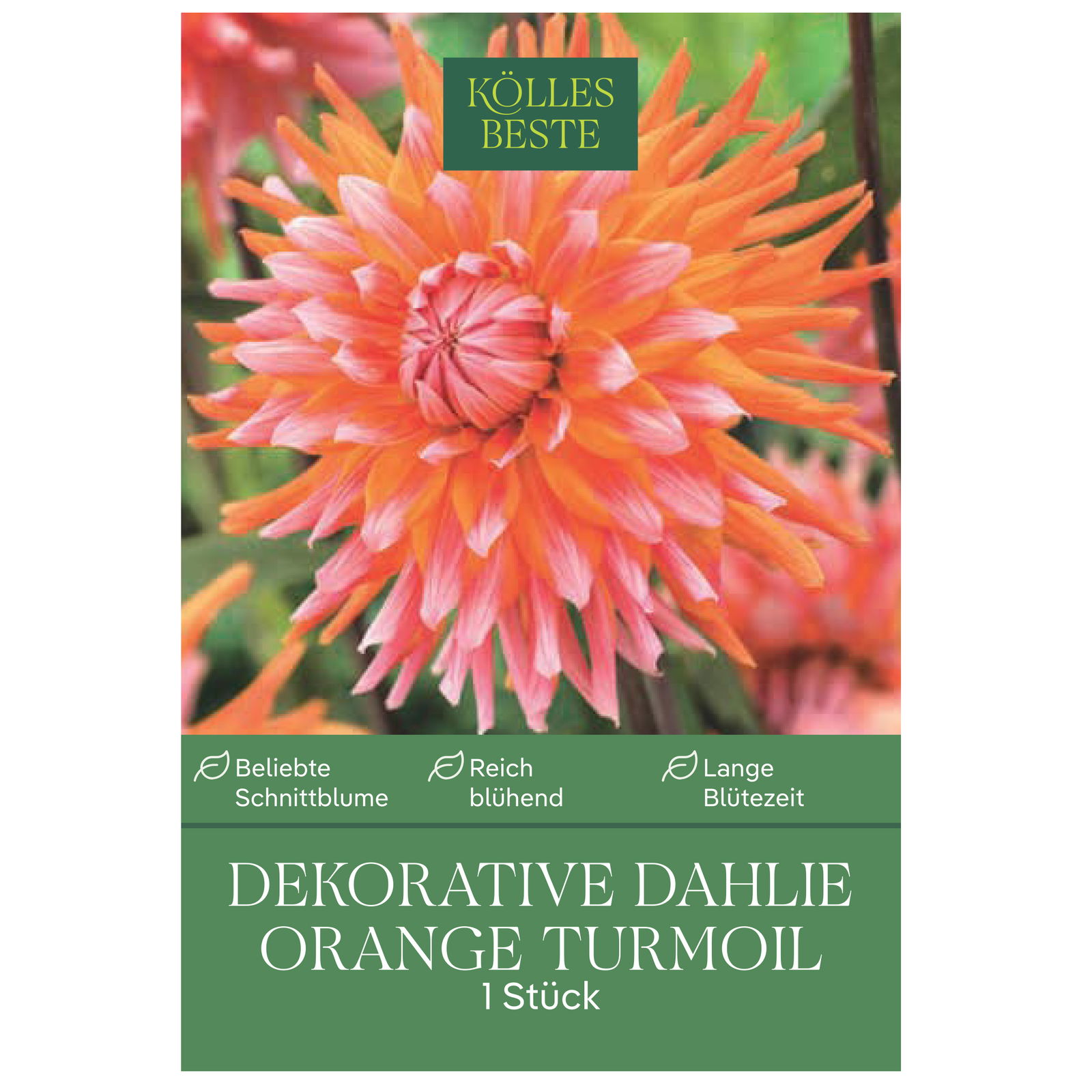 Kölles Beste Blumenknolle, Dekorative Dahlie 'Orange Turmoil'
