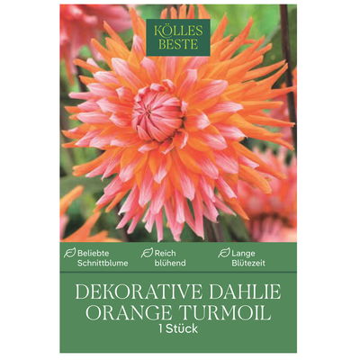 Kölles Beste Blumenknolle, Dekorative Dahlie 'Orange Turmoil'
