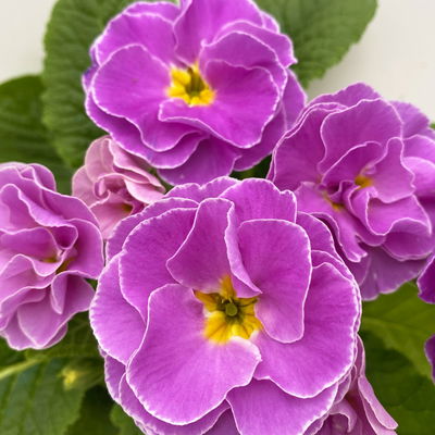 Primel 'PomPom', lila, gefüllt, Topf-Ø 12 cm, 6 Pflanzen