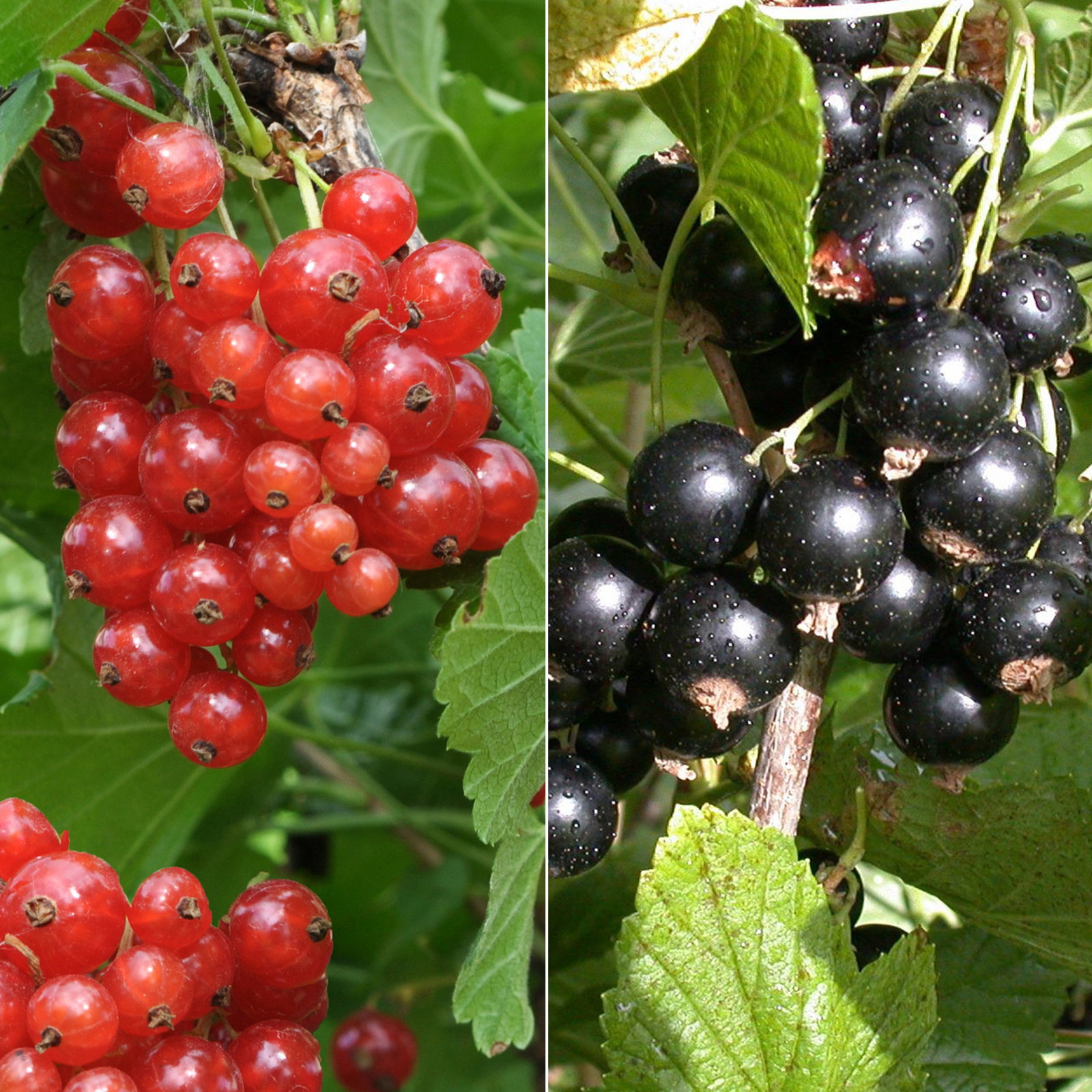 Johannisbeeren 'Rot & Schwarz', Topf 2 Liter, 4 Pflanzen