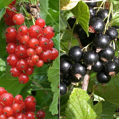 Johannisbeeren 'Rot & Schwarz', Topf 2 Liter, 4 Pflanzen