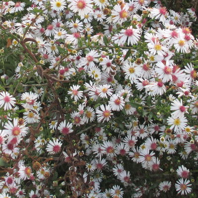 Bio Waagerechte Aster 'Chloe', weiß, Topf 11x11 cm, 3 Pflanzen