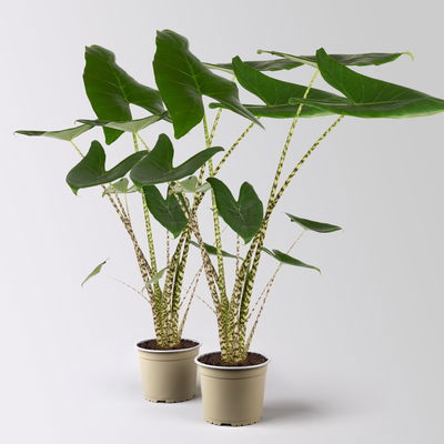 Alocasia 'Zebrina', Topf-Ø 17 cm, Höhe ca. 60 cm, 2 Pflanzen