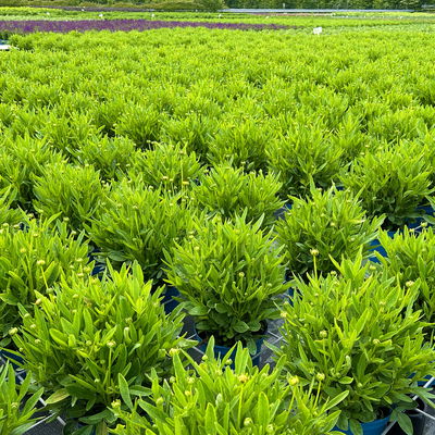 Großblumiges Mädchenauge 'Early Sunrise', goldgelb, Topf 3 l Großblumiges Mädchenauge 'Early Sunrise', goldgelb, Topf 3 l