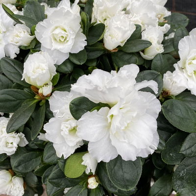 Azalee weiß gefüllt im Keramiktopf Dallas anthrazit, Topf-Ø 12 cm, 2er-Set Azalee weiß gefüllt im Keramiktopf Dallas anthrazit, Topf-Ø 12 cm, 2er-Set