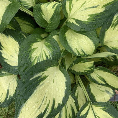 Bio Funkien 'Revolution' hellviolett, Topf 11x11 cm, 3 Pflanzen Bio Funkien 'Revolution' hellviolett, Topf 11x11 cm, 3 Pflanzen