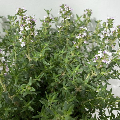 Bio Thymian, Topf-Ø 12cm