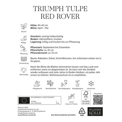 Triumph Tulpen 'Red Rover', rot, 7 Blumenzwiebeln
