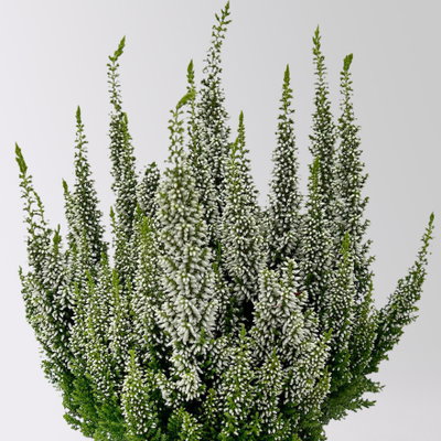 Calluna 'First Ladies®', weiß, Topf-Ø 11 cm, 6 Pflanzen Calluna 'First Ladies®', weiß, Topf-Ø 11 cm, 6 Pflanzen