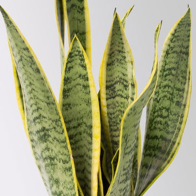 Grünpflanzen Überraschungs-Mix, Topf-Ø 11-14 cm, Höhe 15-50 cm, 6 Pflanzen Grünpflanzen Überraschungs-Mix, Topf-Ø 11-14 cm, Höhe 15-50 cm, 6 Pflanzen