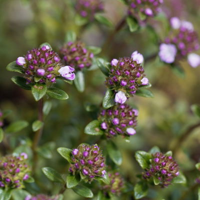 Bio Kaskadenthymian, Topf-Ø 12 cm