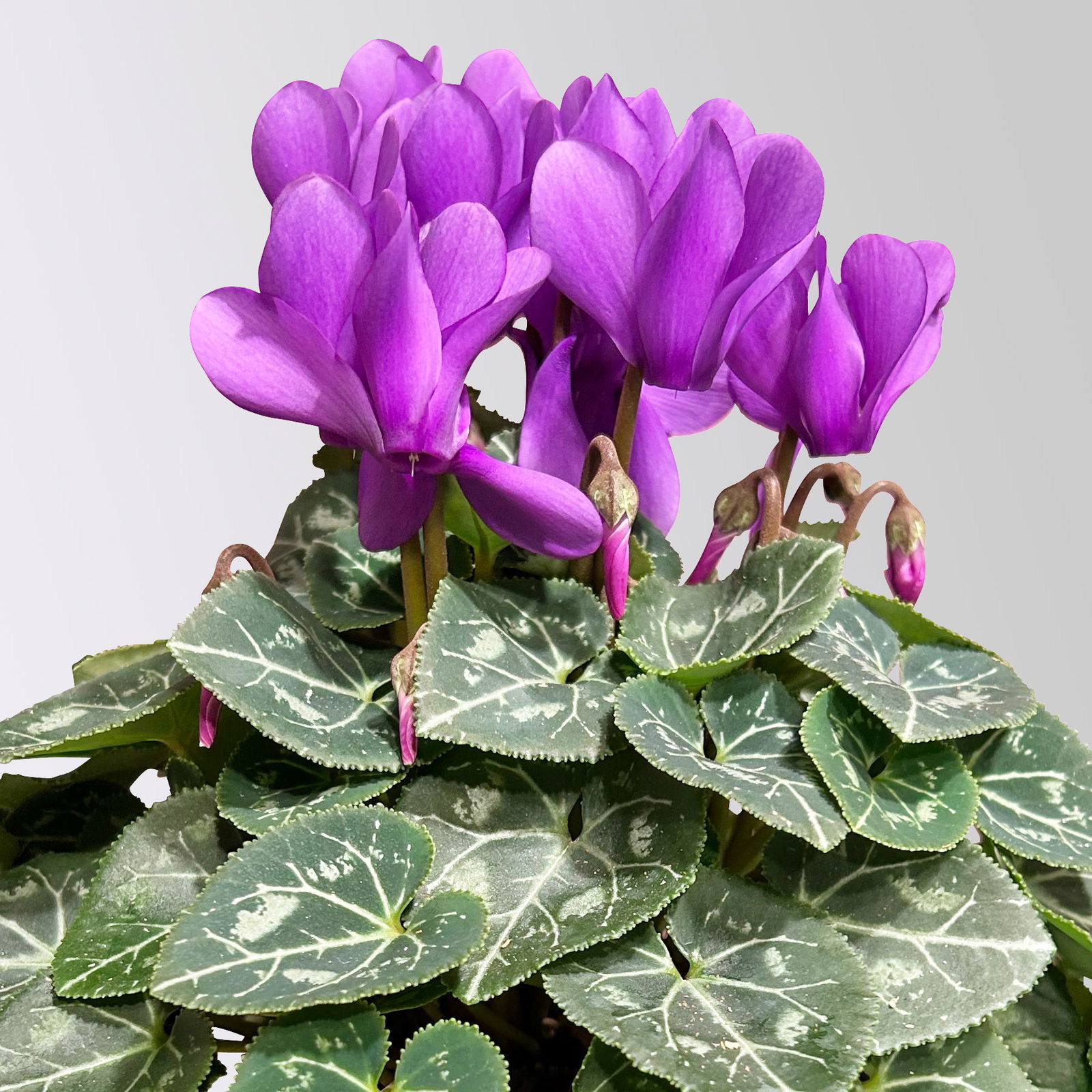Alpenveilchen 'Exclusive® Dragon Blue', lila, Topf-Ø 10,5 cm, 3 Pflanzen