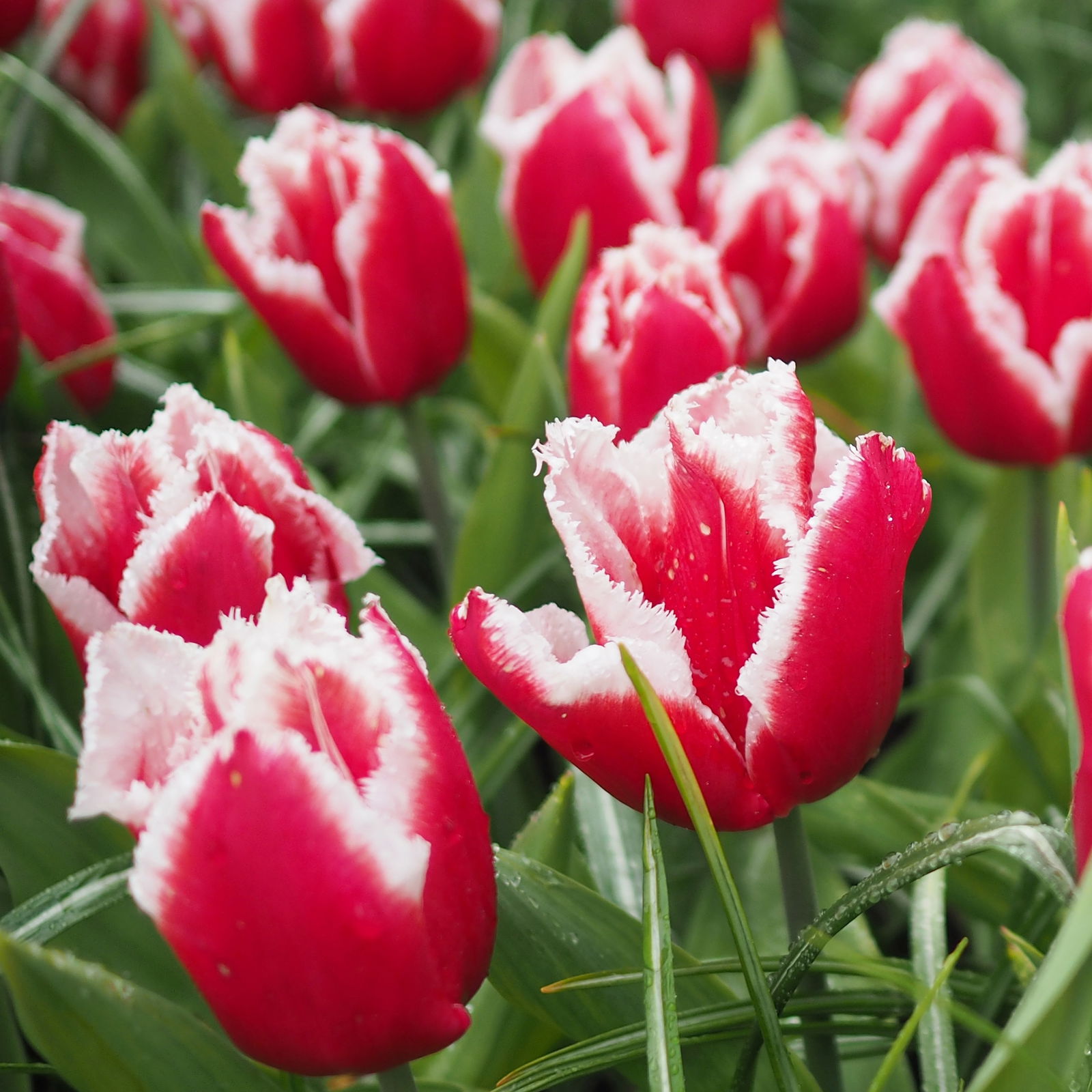 Tulpe, rot mit weißem Fransenrand, vorgetrieben, Topf-Ø 15 cm, 3 Pflanzen