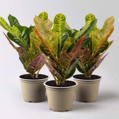 Kroton 'Excellent', Topf-Ø 12 cm, Höhe ca. 30 cm, 3 Pflanzen