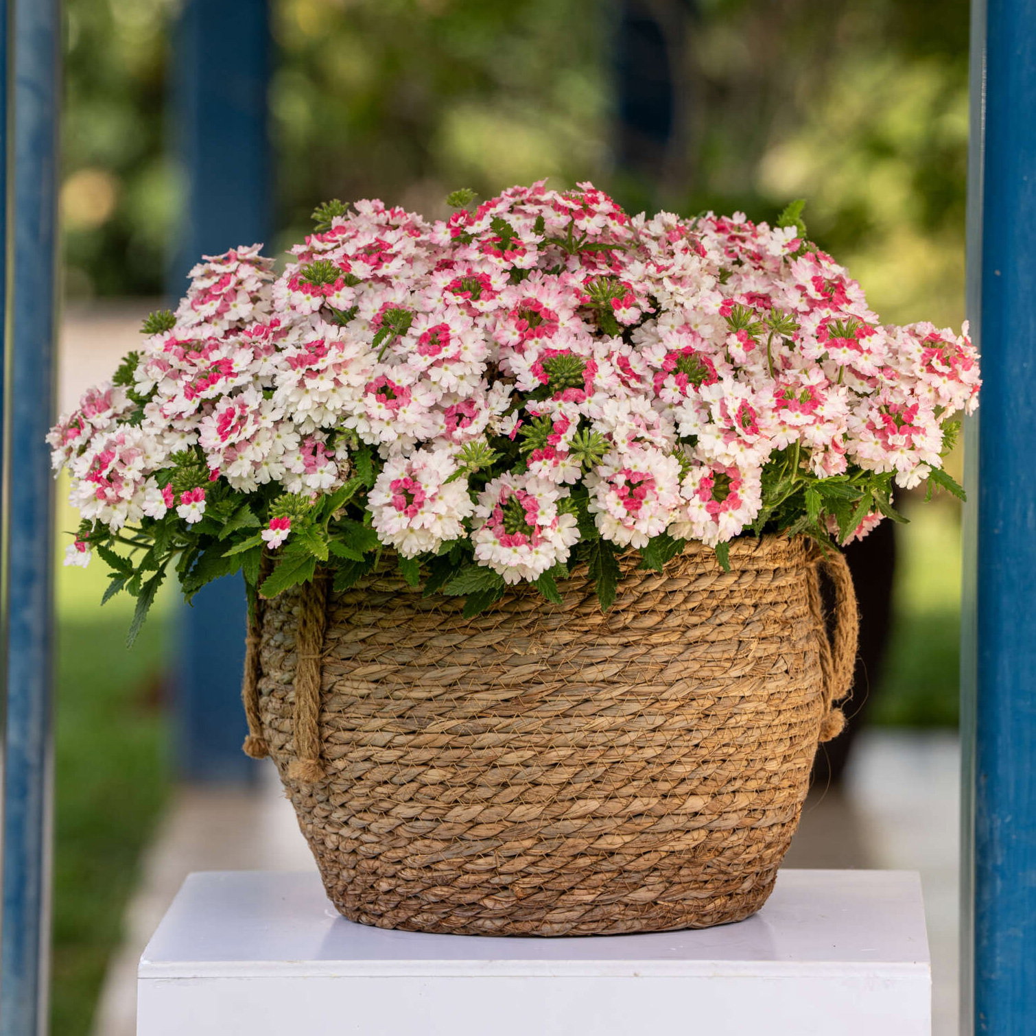 Eisenkraut, weiß-rosa, Topf-Ø 12 cm, 6 Pflanzen