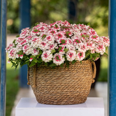 Eisenkraut, weiß-rosa, Topf-Ø 12 cm, 6 Pflanzen