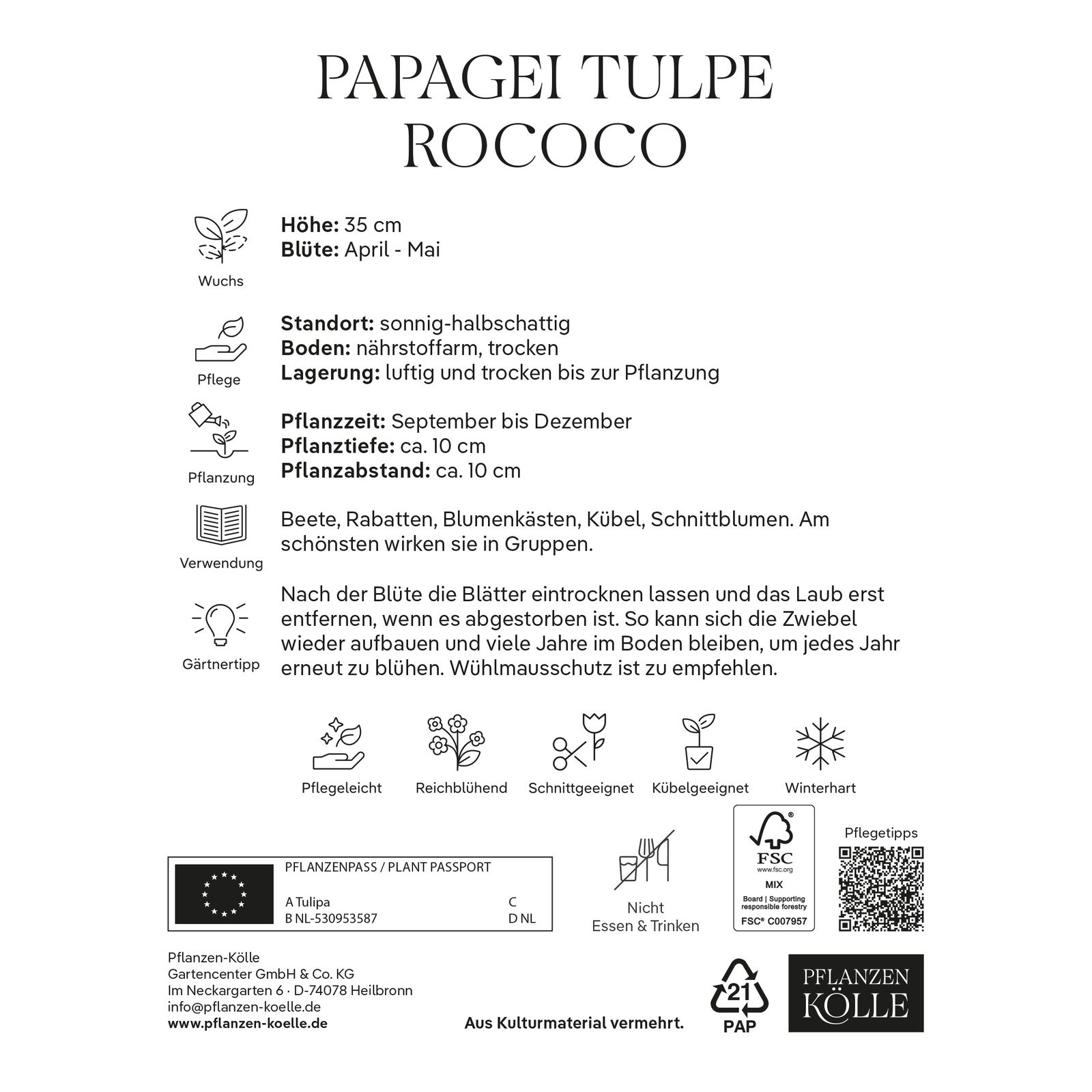 Papagei-Tulpen Rococo rot/grün, 7 Blumenzwiebeln