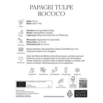 Papagei-Tulpen Rococo rot/grün, 7 Blumenzwiebeln