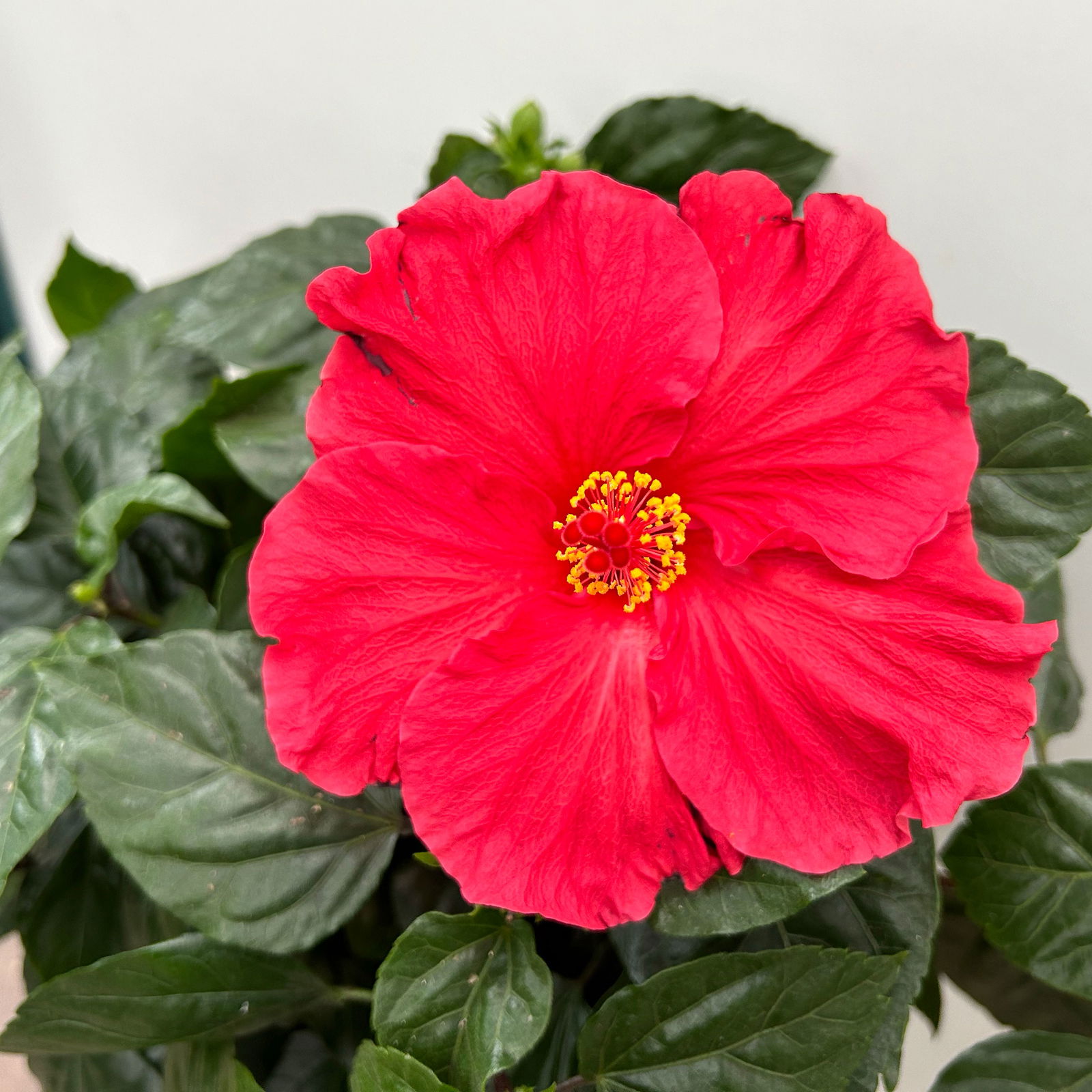 Hibiskus rot, Stamm, Topf-Ø 23 cm, Höhe ca. 90 cm