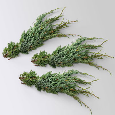 Wacholder 'Meyerii' im Handbund, 3 Bund