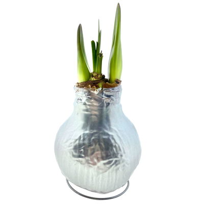 Amaryllis in Wachs XL, Dekor 'Superior Silver', Blüte weiß Amaryllis in Wachs XL, Dekor 'Superior Silver', Blüte weiß