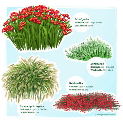 Stauden-Set, 12 Pflanzen für 2 m², weiß-rot