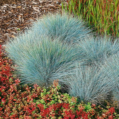 Kölles Beste Blauschwingel 'Elijah Blue', 19 cm Topf Kölles Beste Blauschwingel 'Elijah Blue', 19 cm Topf