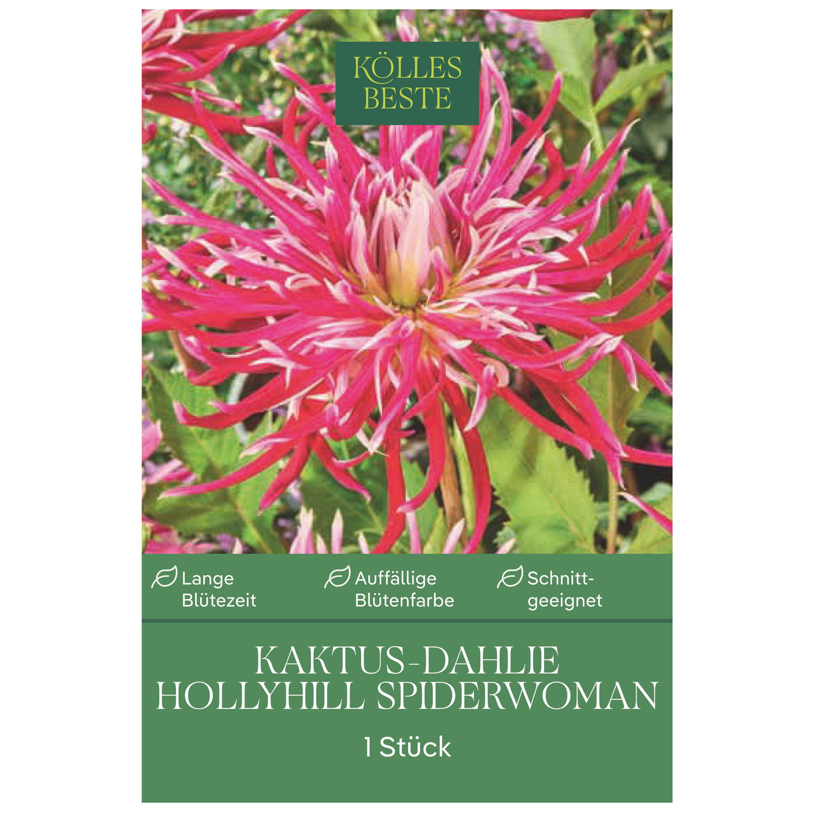 Kölles Beste Kaktus-Dahlie Hollyhill Spiderwoman, 1 Blumenknolle