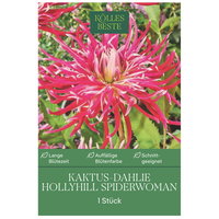Kölles Beste Kaktus-Dahlie Hollyhill Spiderwoman, 1 Blumenknolle