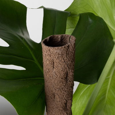 Monstera deliciosa, Topf-Ø 19 cm, am biobasierten Kletterstab, Höhe ca. 80 cm