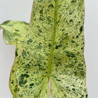 Philodendron 'Paraiso Verde', Topf-Ø 12 cm, Höhe ca. 30 cm