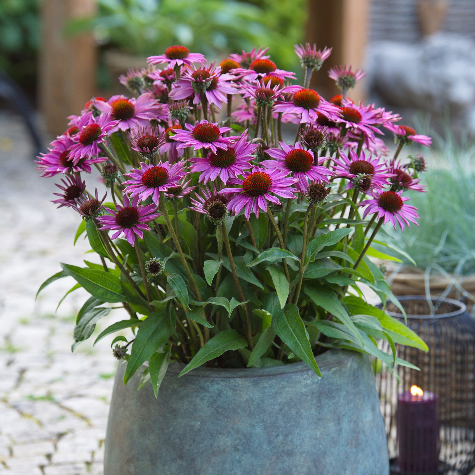 Sonnenhut 'Vintage Pink', 3 Liter Topf