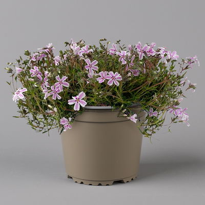 Kölles Beste Polster-Flammenblume 'Candy Stripes' rosa-weiß, 3 Liter Topf