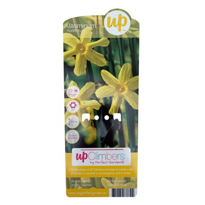 Echter Winterjasmin, 2er Set, Jasminum nudiflorum, gelb, im 15 cm Topf Echter Winterjasmin, 2er Set, Jasminum nudiflorum, gelb, im 15 cm Topf