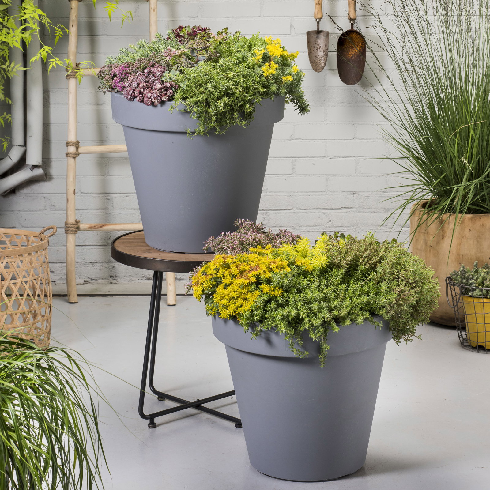 Fetthenne, Fettblatt gelb, Topf Ø 12 cm, 3 Pflanzen Fetthenne, Fettblatt gelb, Topf Ø 12 cm, 3 Pflanzen