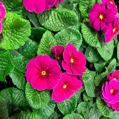 Pflanzenkreation Frühlingsduft, 12 Pflanzen inkl. Erde Pflanzenkreation Frühlingsduft, 12 Pflanzen inkl. Erde