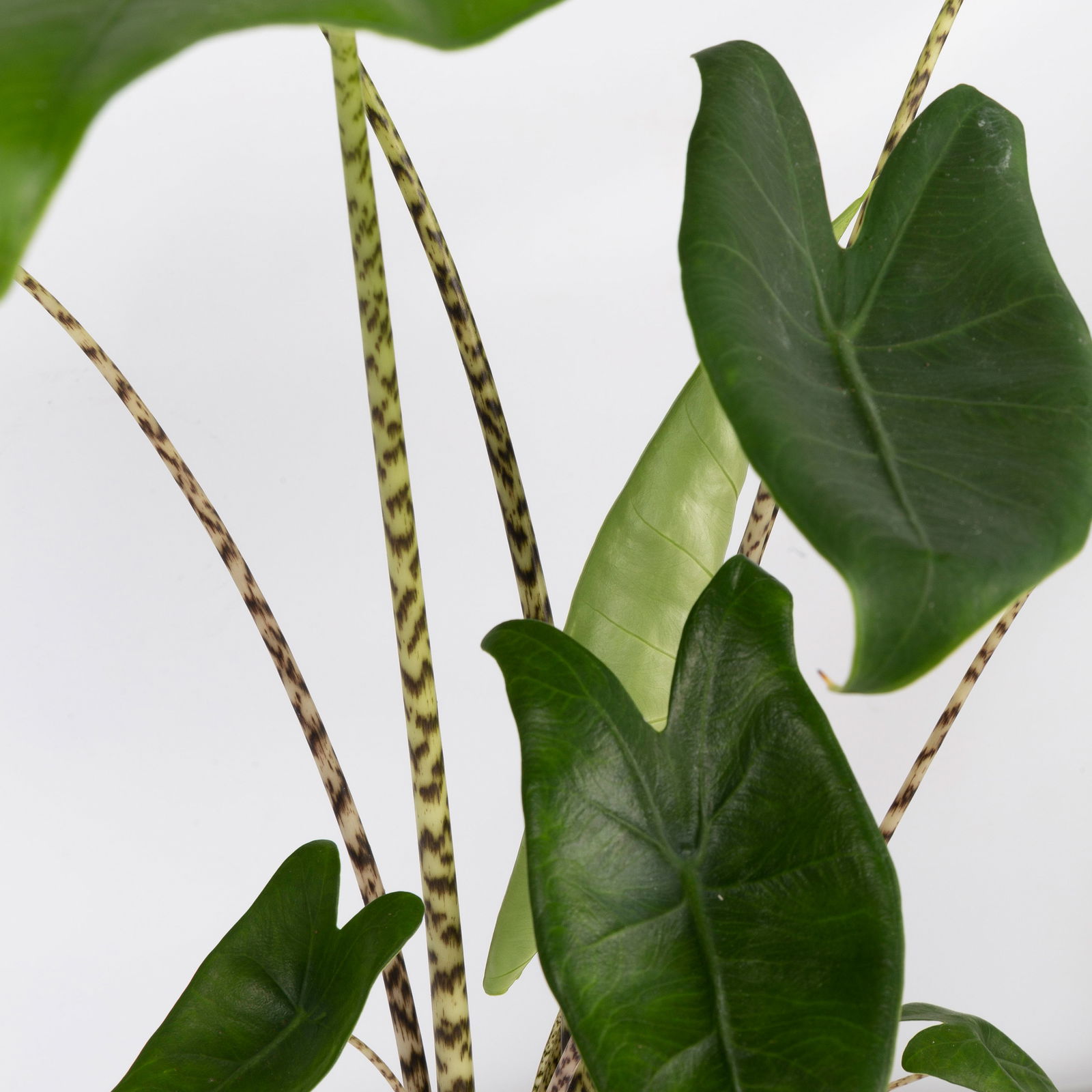 Alocasia 'Zebrina', Topf-Ø 14 cm, Höhe ca. 45 cm, 2 Pflanzen
