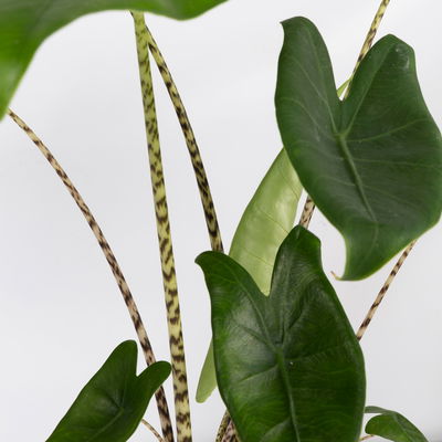 Alocasia 'Zebrina', Topf-Ø 14 cm, Höhe ca. 45 cm, 2 Pflanzen