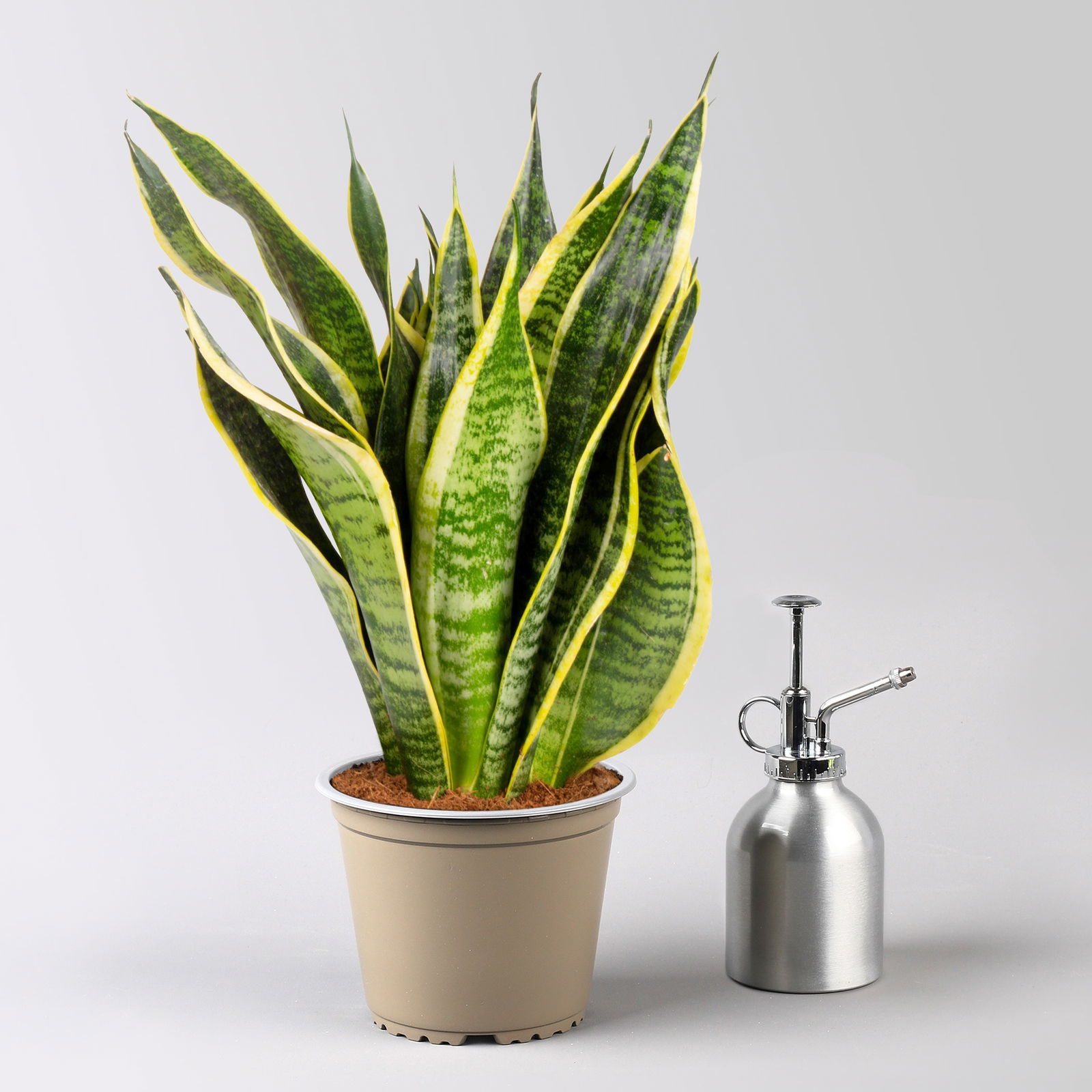 Bogenhanf 'Superba', Topf-Ø 14 cm, Höhe ca. 45 cm, 2 Pflanzen