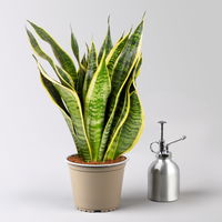 Bogenhanf 'Superba', Topf-Ø 14 cm, Höhe ca. 45 cm, 2 Pflanzen