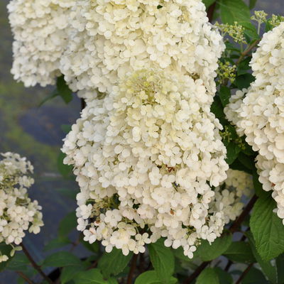Rispenhortensien-Kollektion 'Weiss' (Hydrangea paniculata), 3er-Set, Topf 4,6 l Rispenhortensien-Kollektion 'Weiss' (Hydrangea paniculata), 3er-Set, Topf 4,6 l