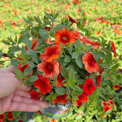 Zauberglöckchen 'Orange' orange, Topf-Ø 13 cm, 6 Pflanzen