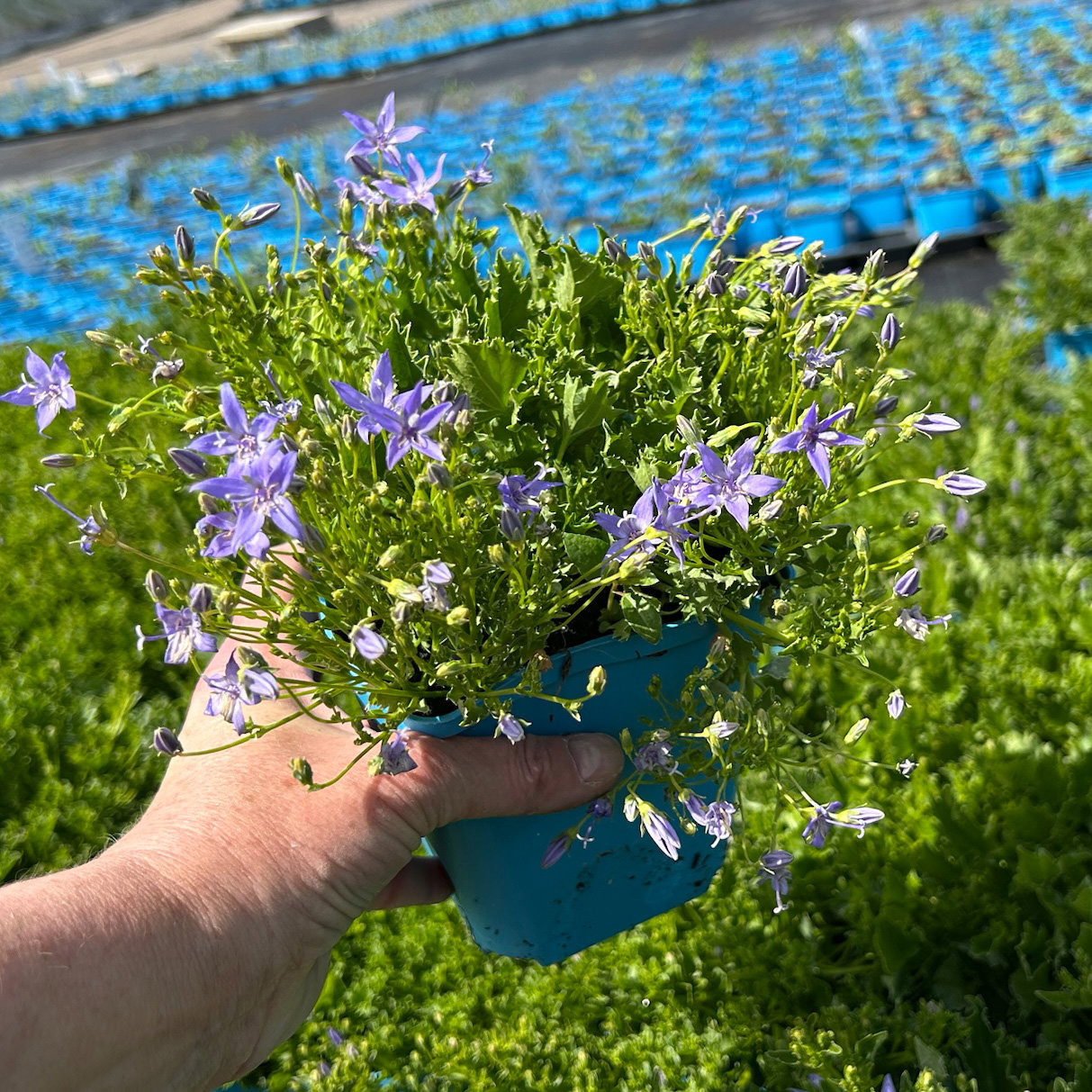 Bio Campanula garganica blau, Topf 11x11 cm, 3 Pflanzen Bio Campanula garganica blau, Topf 11x11 cm, 3 Pflanzen